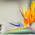 Hummingbird of Paradise