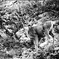 Mule Deer Buck